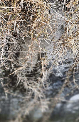 滅生性產(chǎn)品 滅生性產(chǎn)品